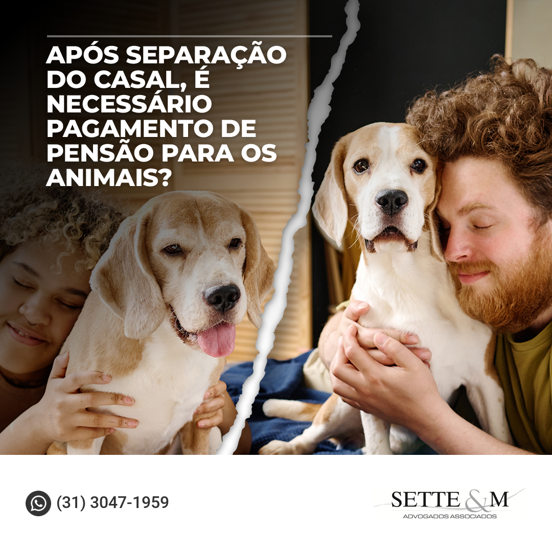 Após separação, é necessário pagamento de pensão para os animais?